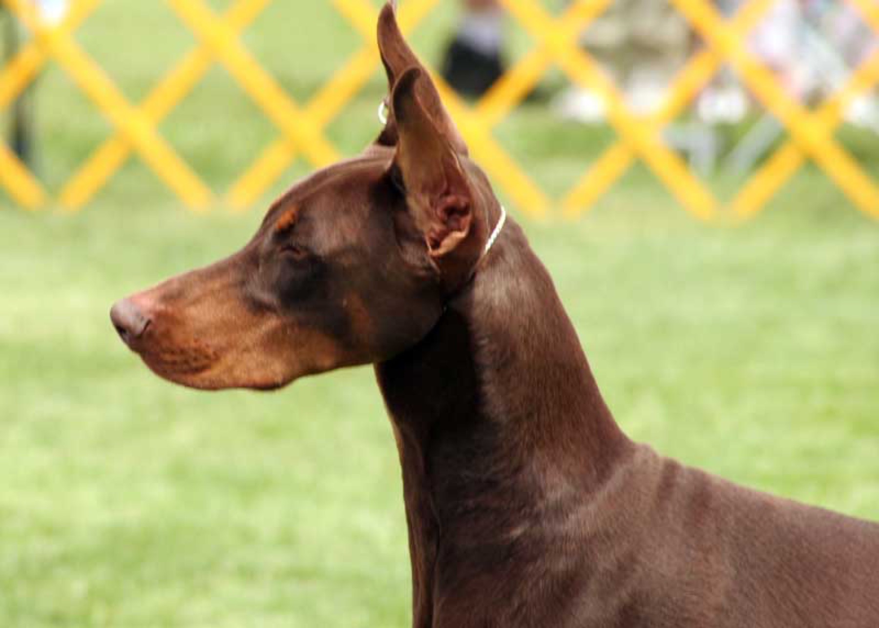 A red Doberman standing in profile.