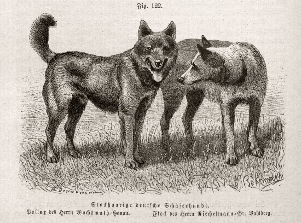 An early illustration of German Shepherd dogs Pollux and Flock.