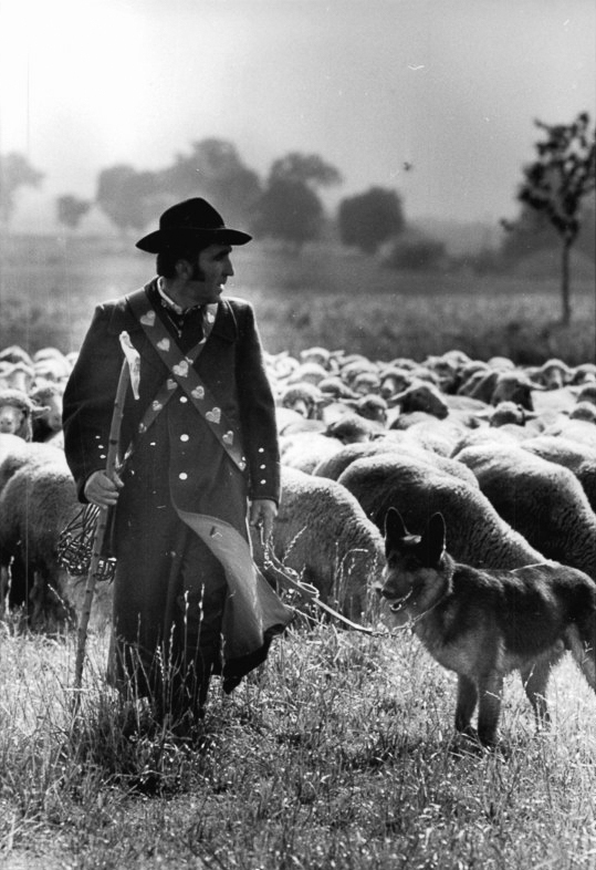 A shepherd and tending dogs working beside a flock in Germany.