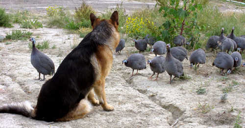 A German Shepherd watching and tending a small flock of guinea fowl, showing the breed's enduring stock-awareness.
