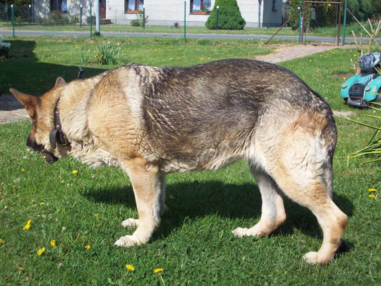 A nine-year-old German Shepherd resting outdoors.
