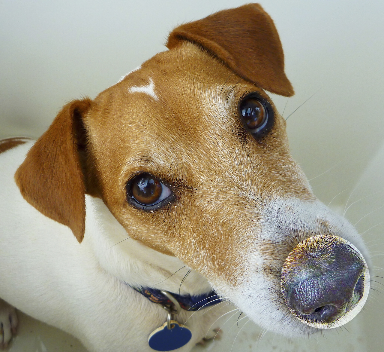 Close view of a Jack Russell Terrier's nose.