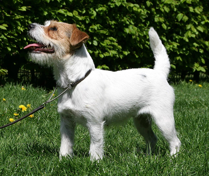 A rough-coated Jack Russell Terrier outdoors.