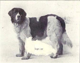 A black-and-white Newfoundland recorded in a 1915 breed book