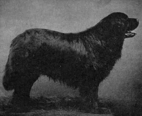 A black Newfoundland pictured in a 1903 dog reference
