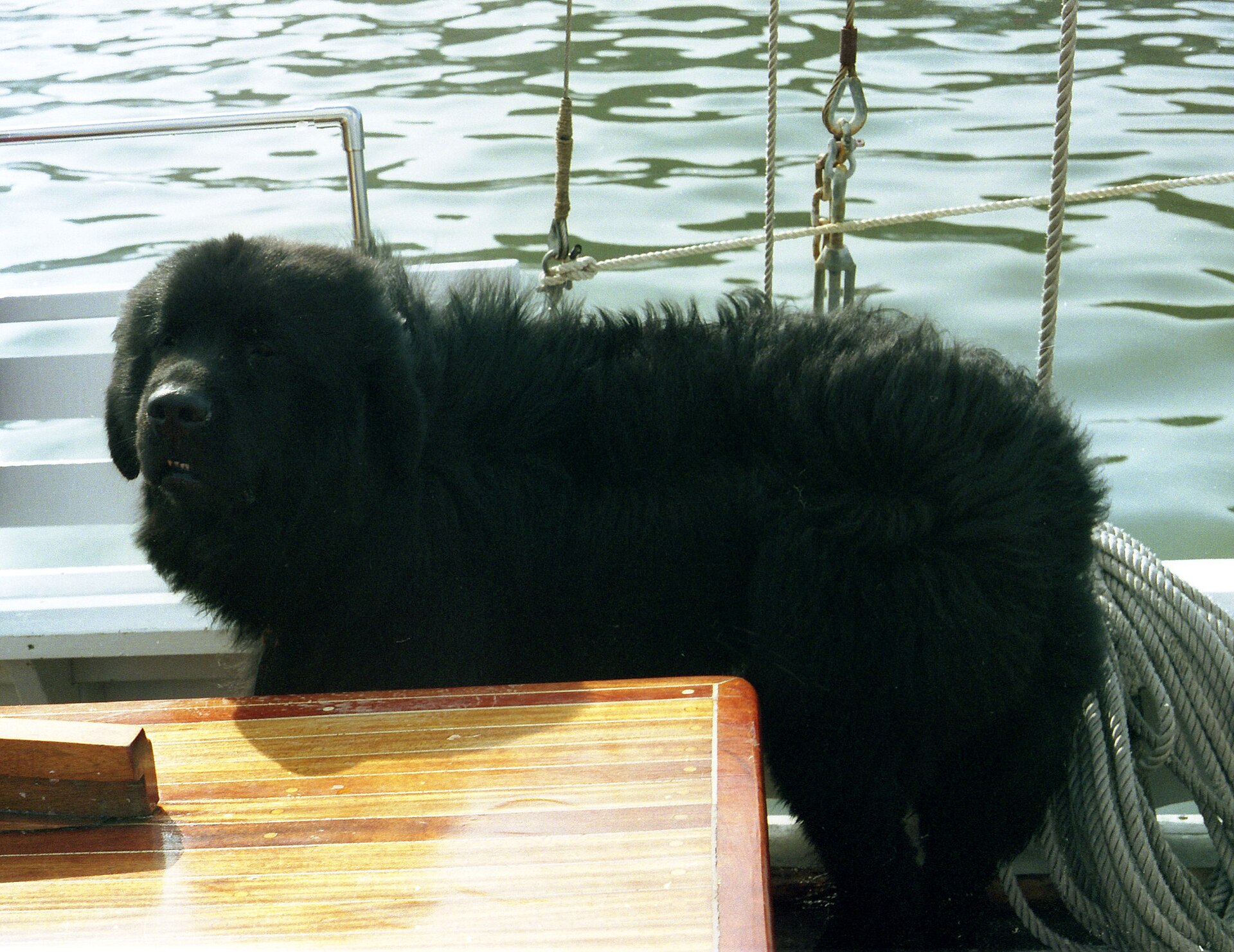 A modern Newfoundland portrait showing the substantial build carried forward in the breed