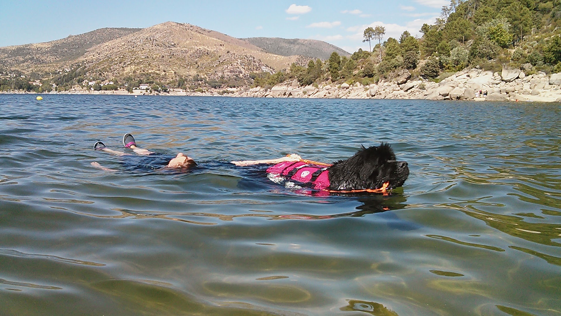 A Newfoundland demonstrating the breed's instinctive willingness to reach a person in water