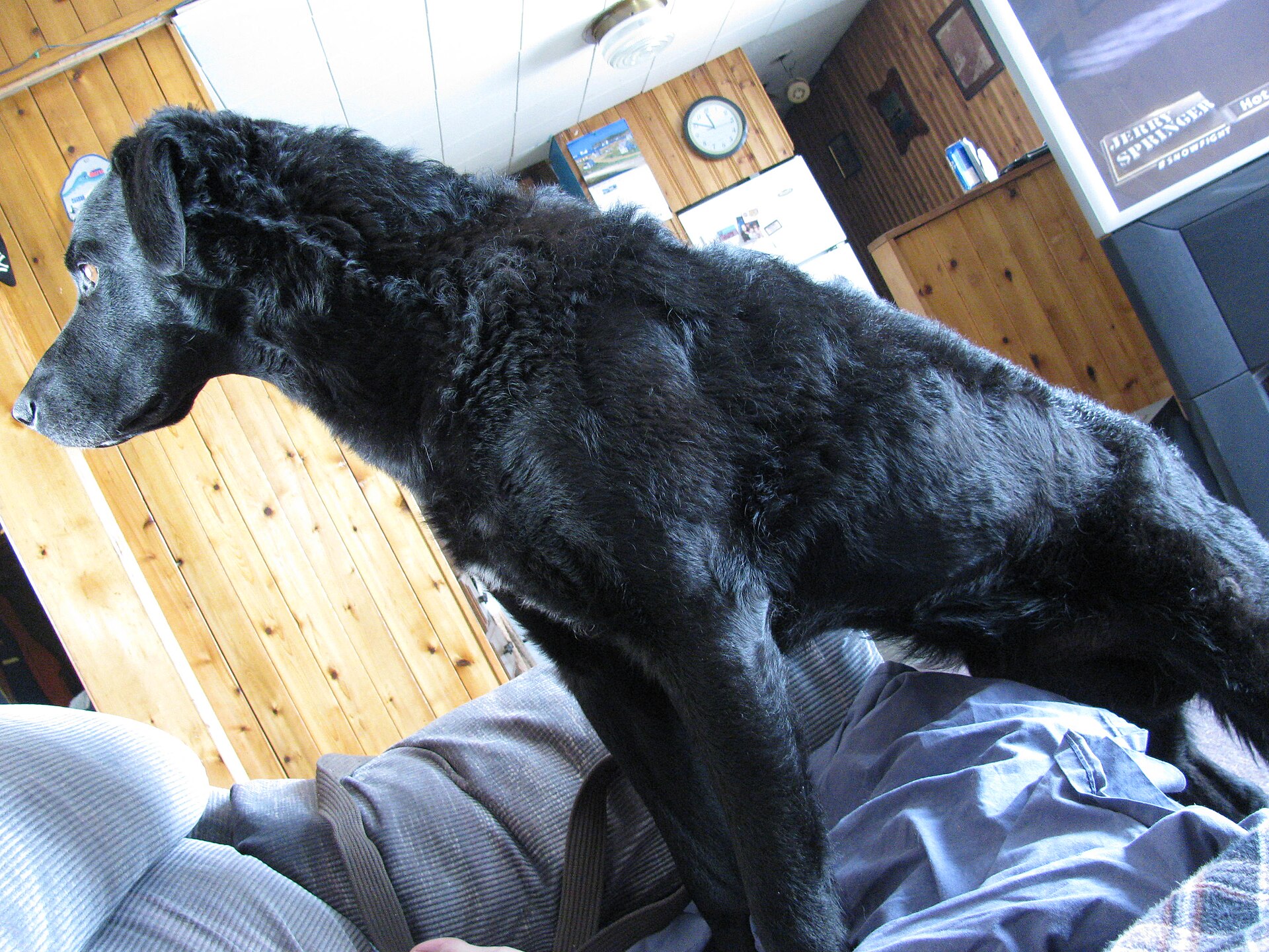 A Newfoundland swimming with purpose during water work