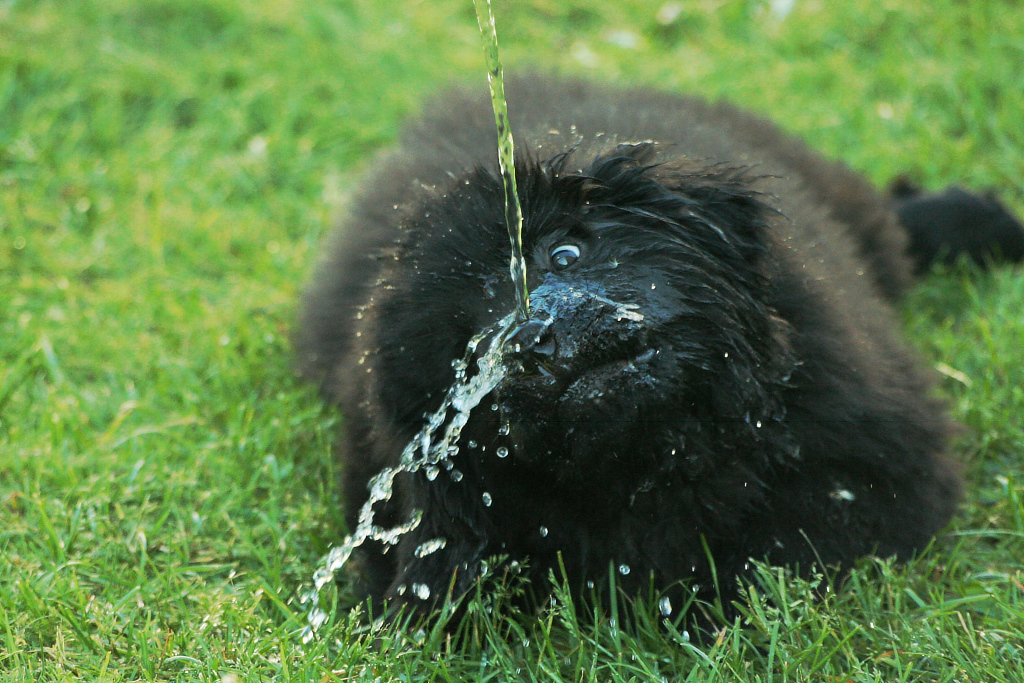 A wet Newfoundland showing the dense coat that helped the breed work in cold water