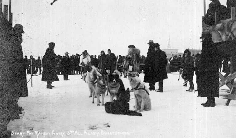 Siberian Huskies running in harness during a sled-dog race.
