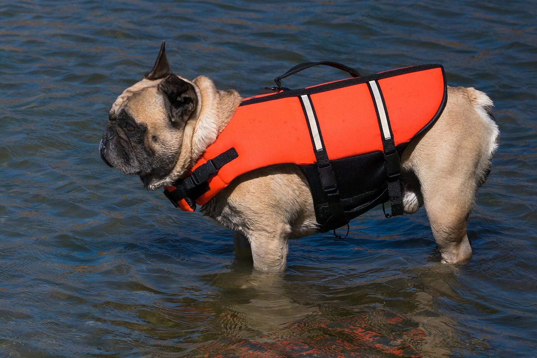 A French Bulldog wearing a life jacket in water