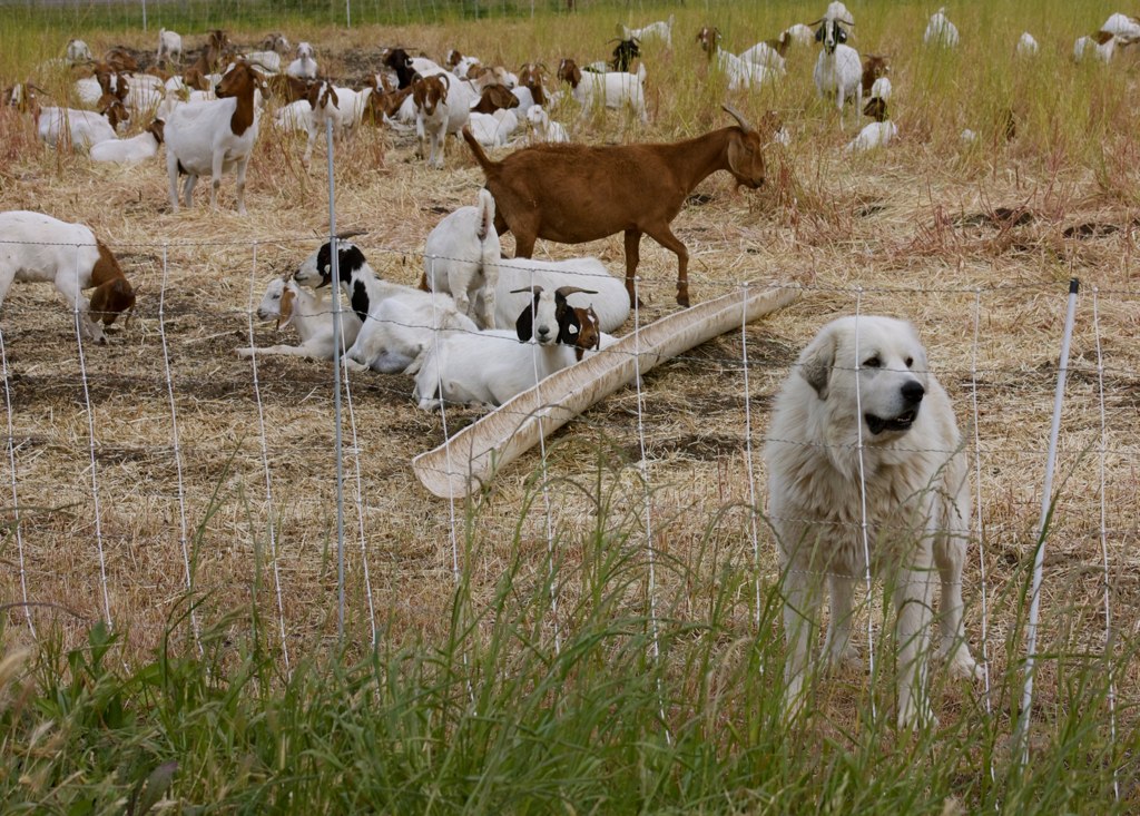 A Great Pyrenees living calmly among livestock