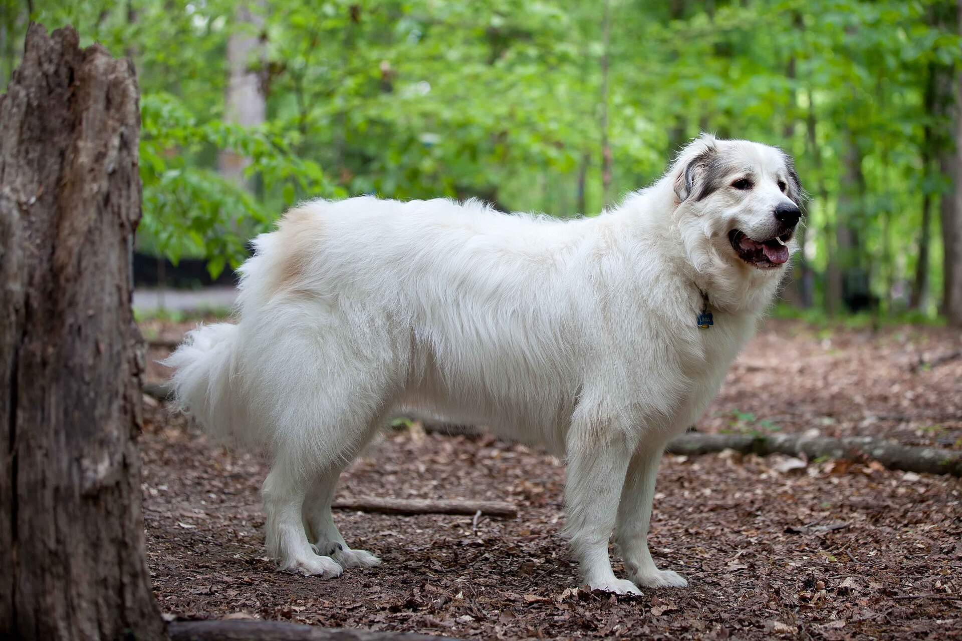 The heavy white coat and strong build of a Pyrenean Mountain Dog