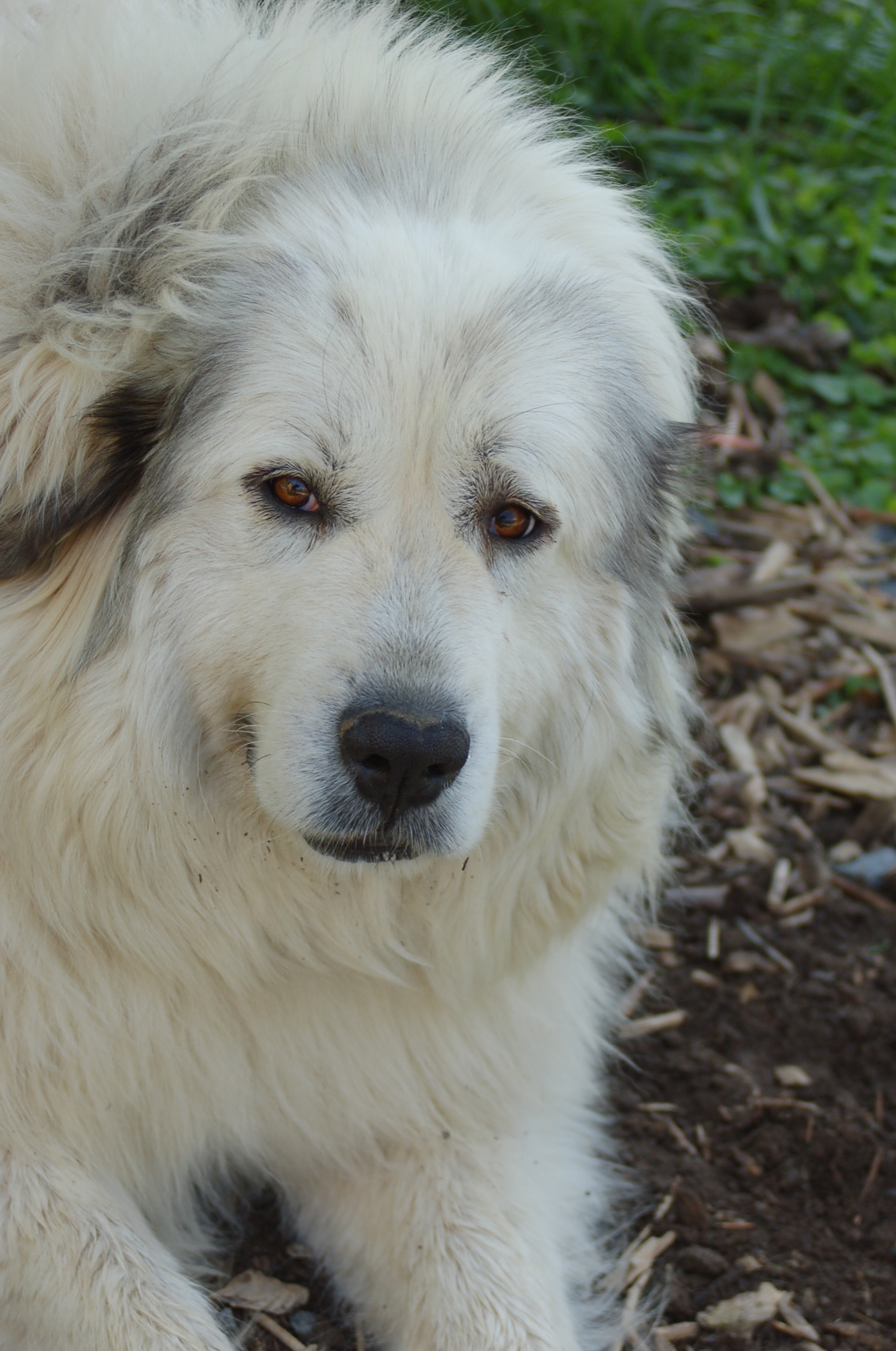 An older Great Pyrenees with the composed expression of a veteran guardian