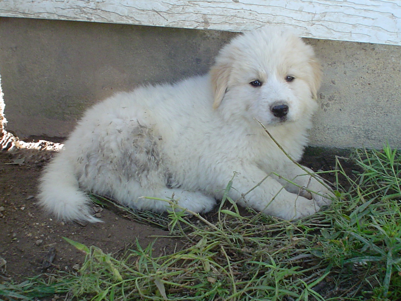 A young Great Pyrenees puppy