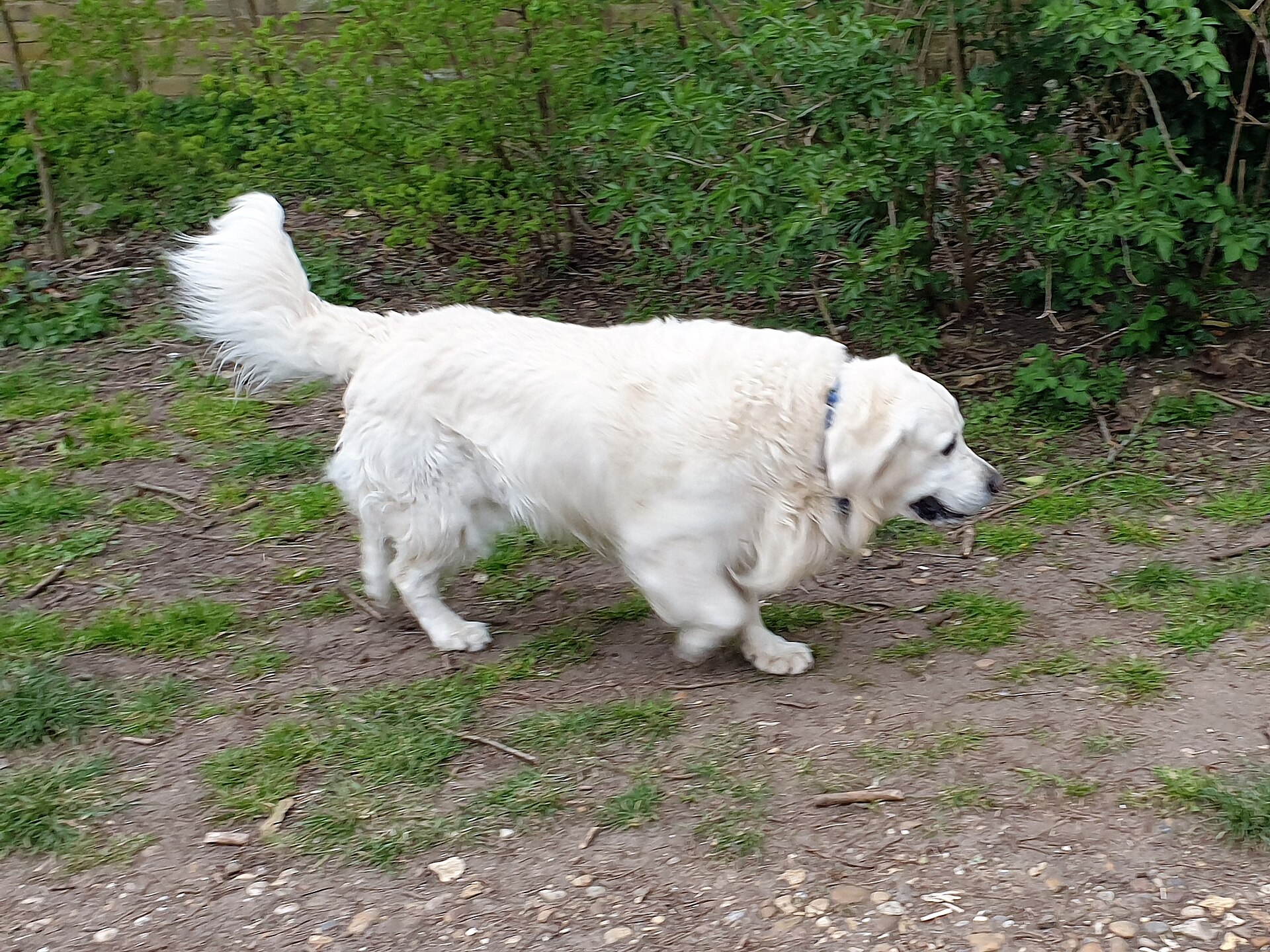 A powerful adult Great Pyrenees standing alert
