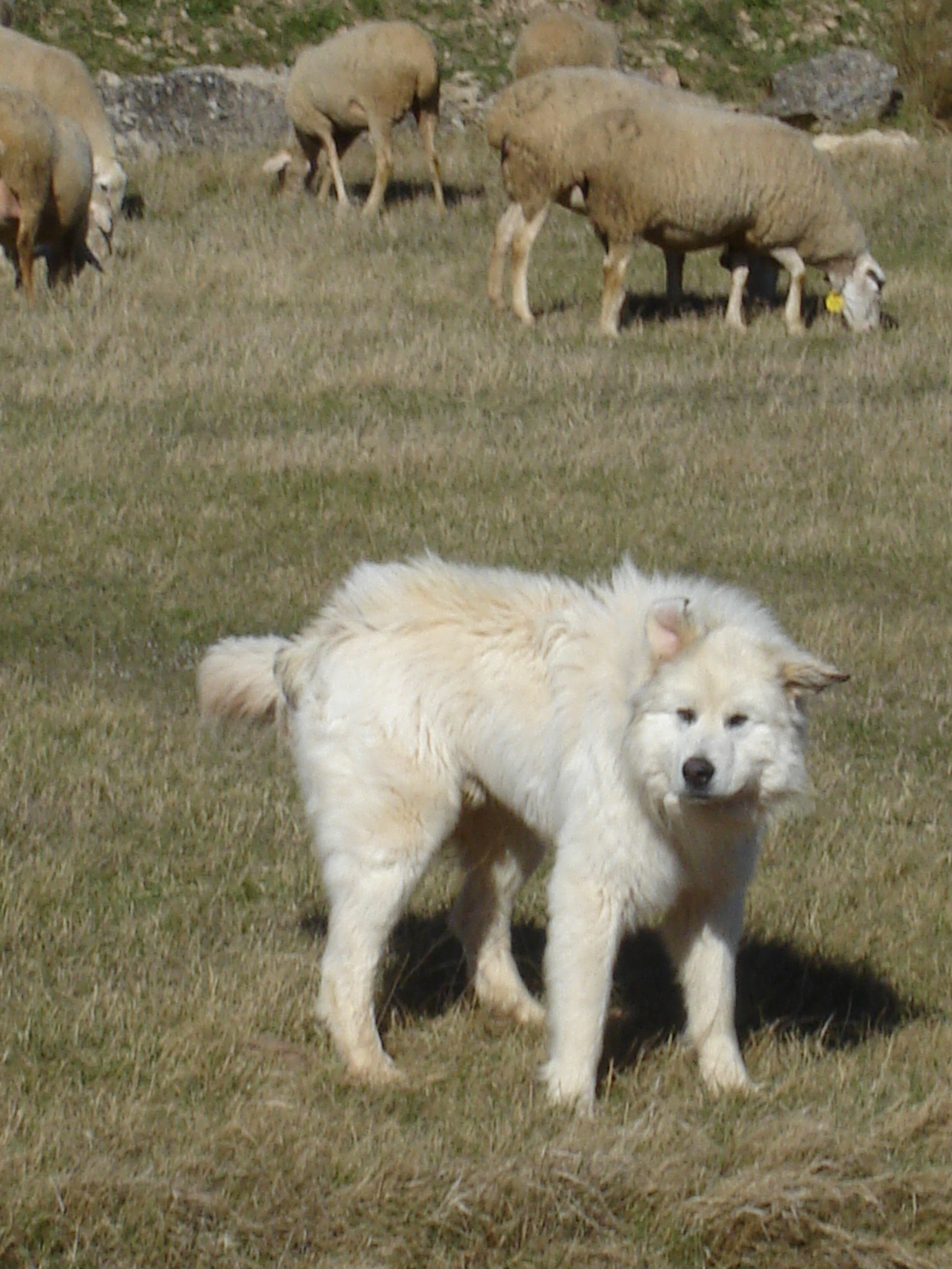 A Pyrenean Mountain Dog beside sheep