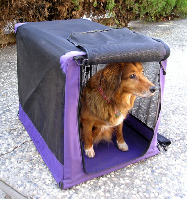 A small dog standing calmly in an open soft-sided crate