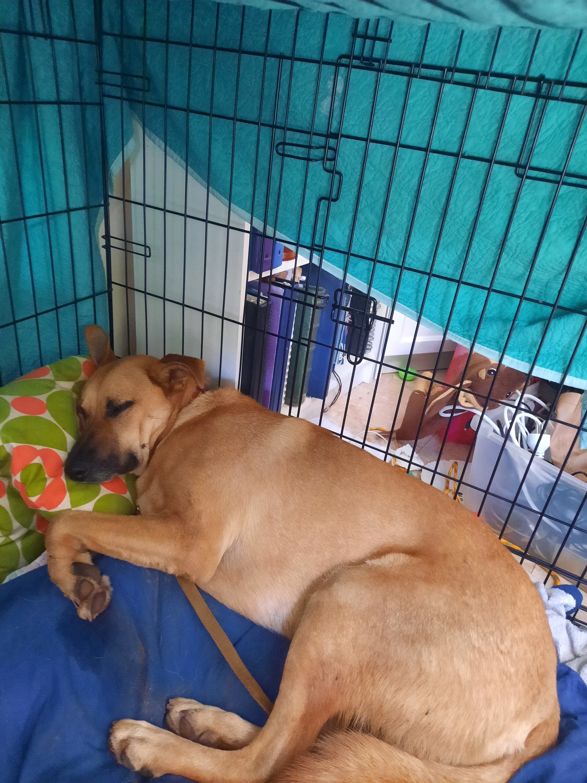 A dog sleeping inside a partly covered wire crate