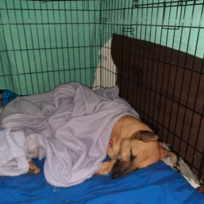 A dog sleeping under a blanket inside a wire crate