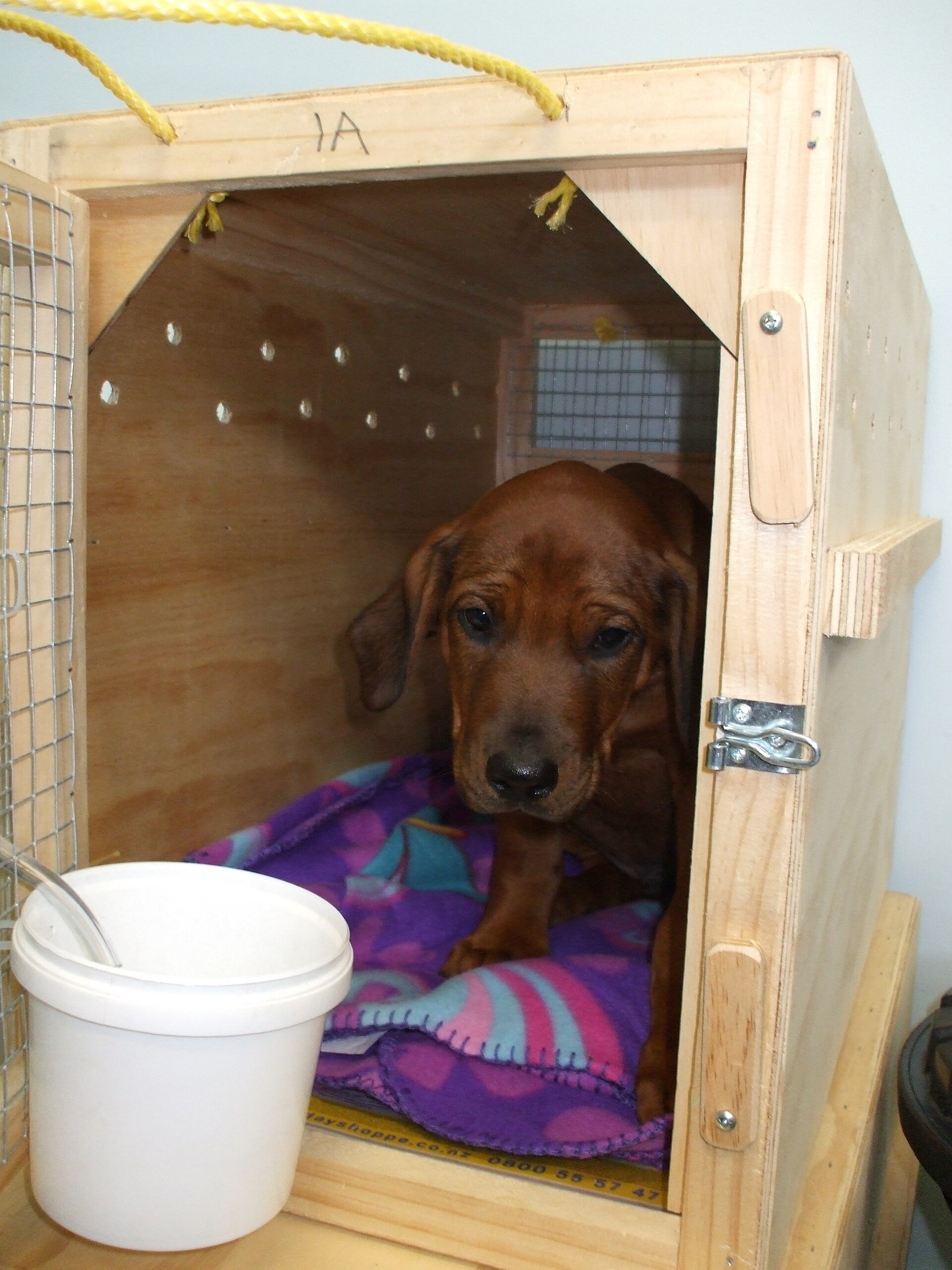 A young puppy standing inside a wooden travel crate