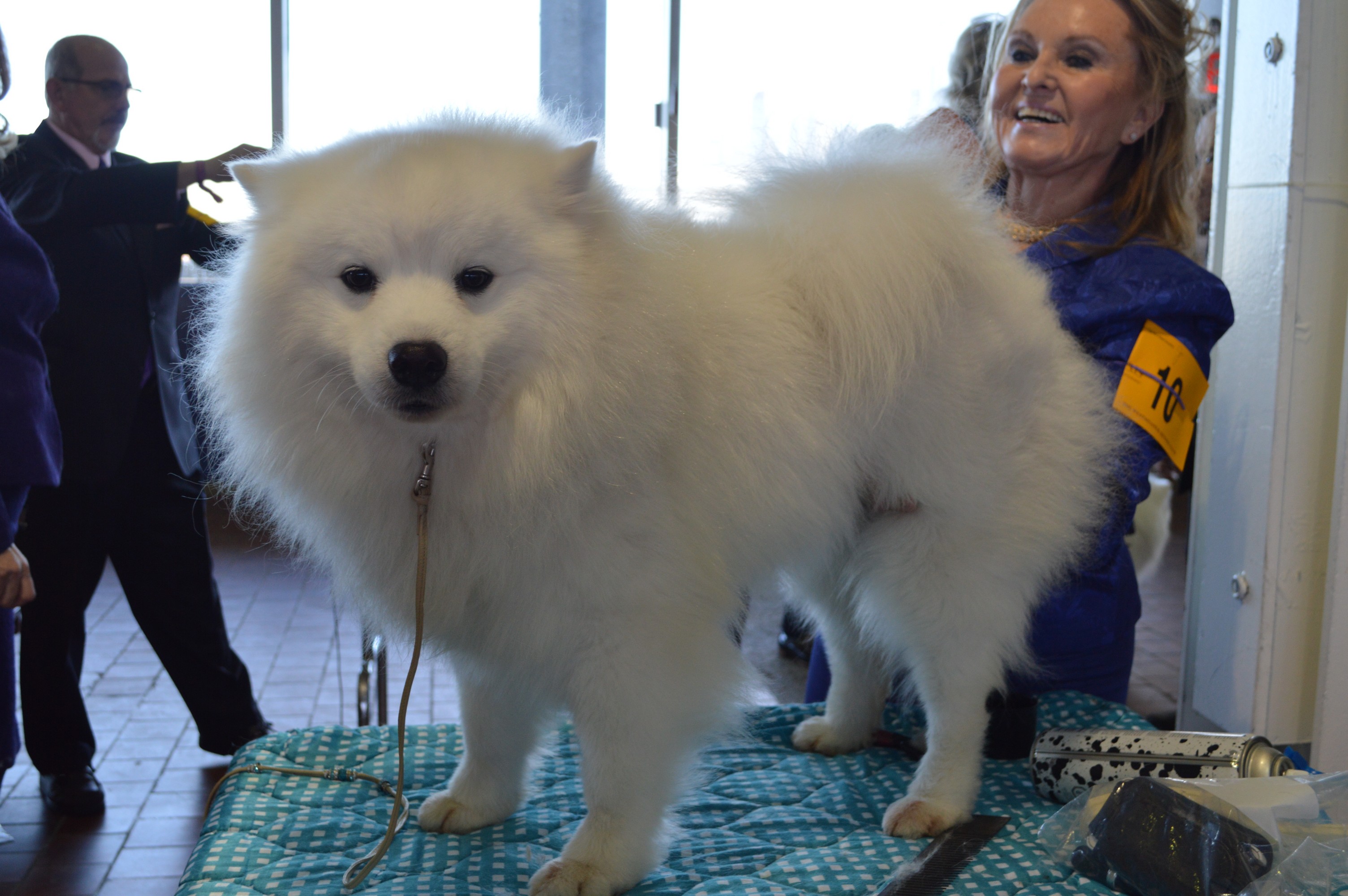 A relaxed dog with a healthy coat