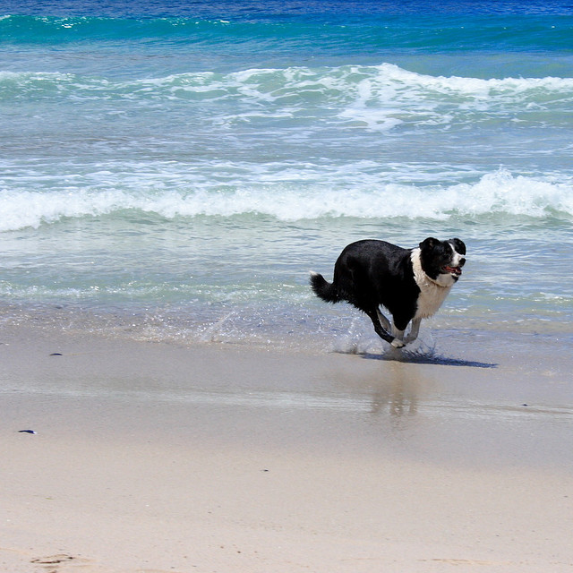 A healthy adult dog outdoors