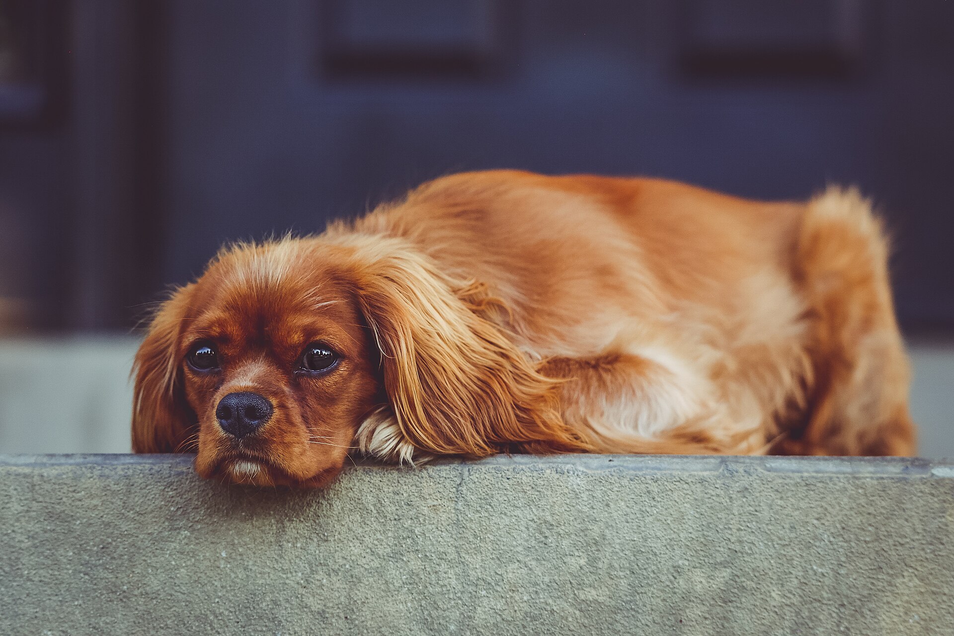 An older dog resting comfortably