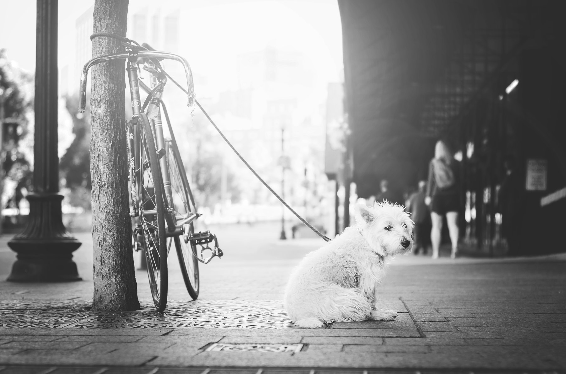 A dog waiting calmly on leash outdoors