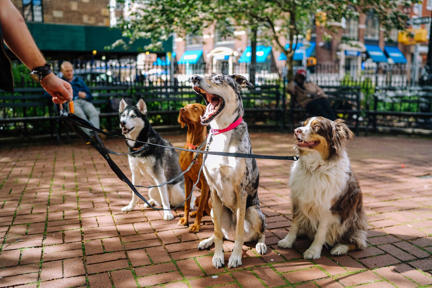 Several dogs walking together around everyday distractions