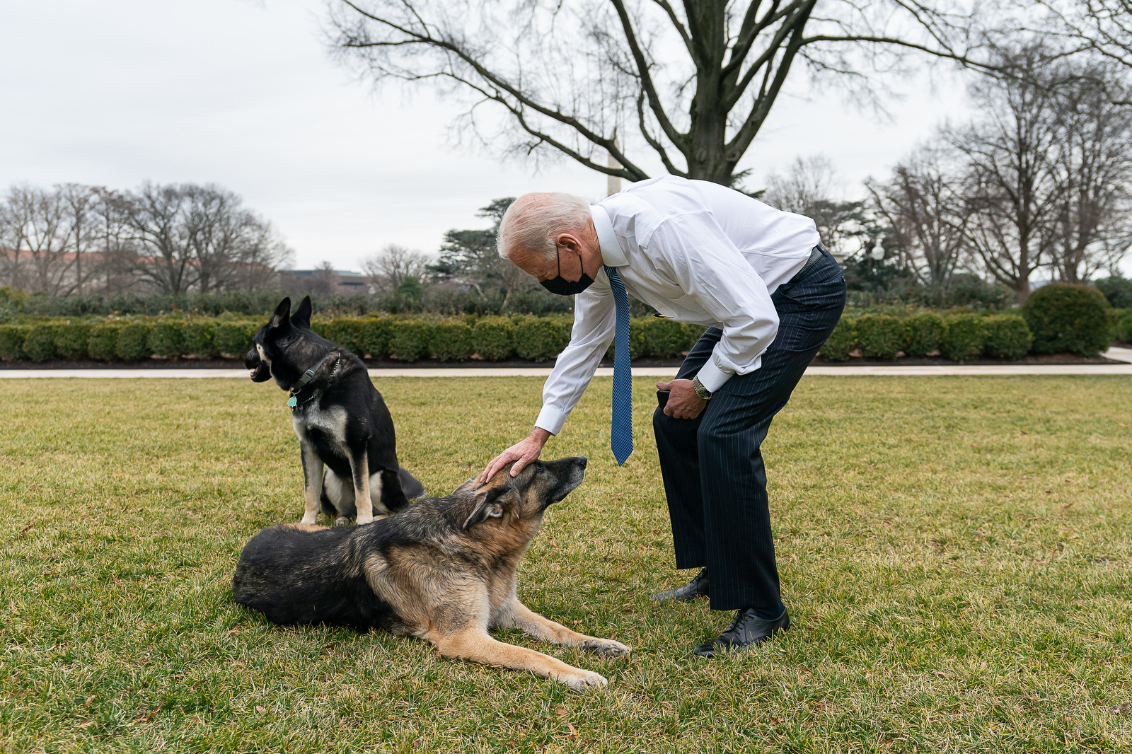 Two dogs greeting a person calmly inside a home