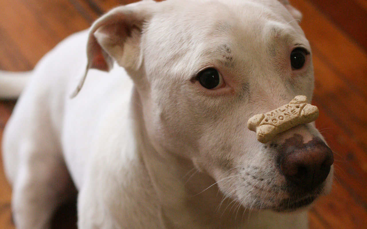 A dog calmly accepting a food reward