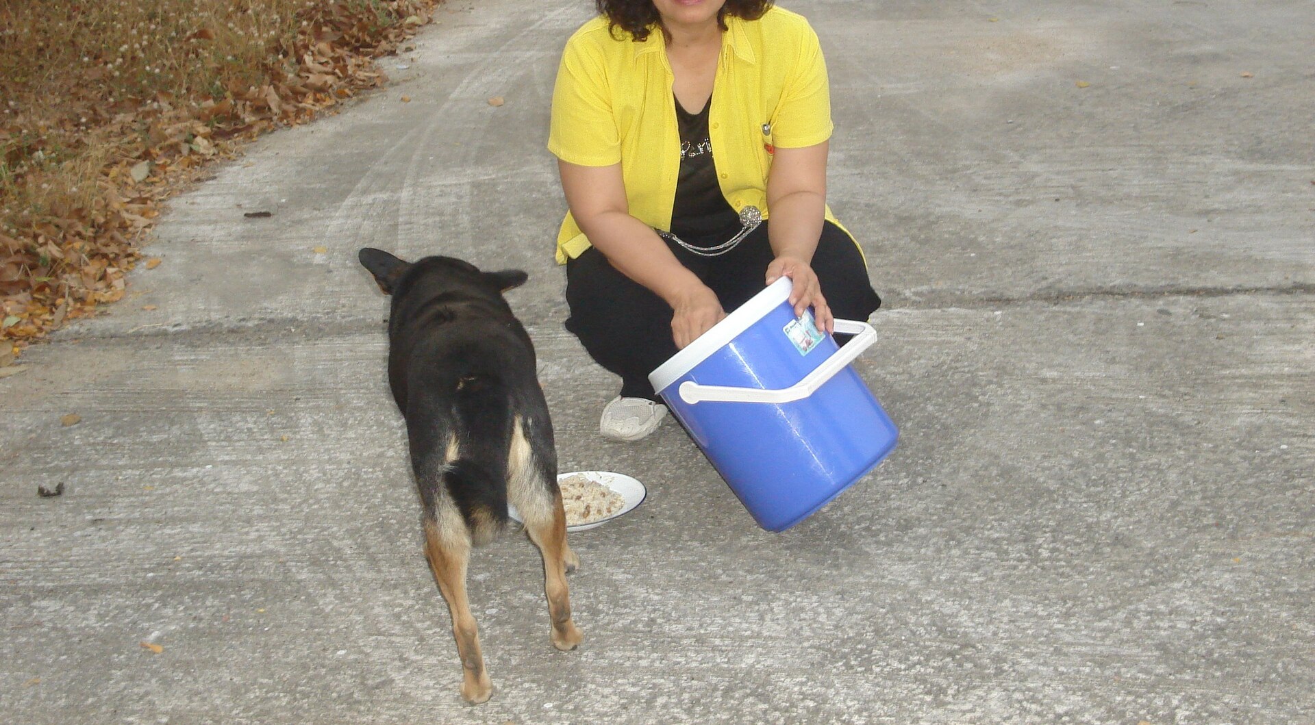 A person offering food to a dog