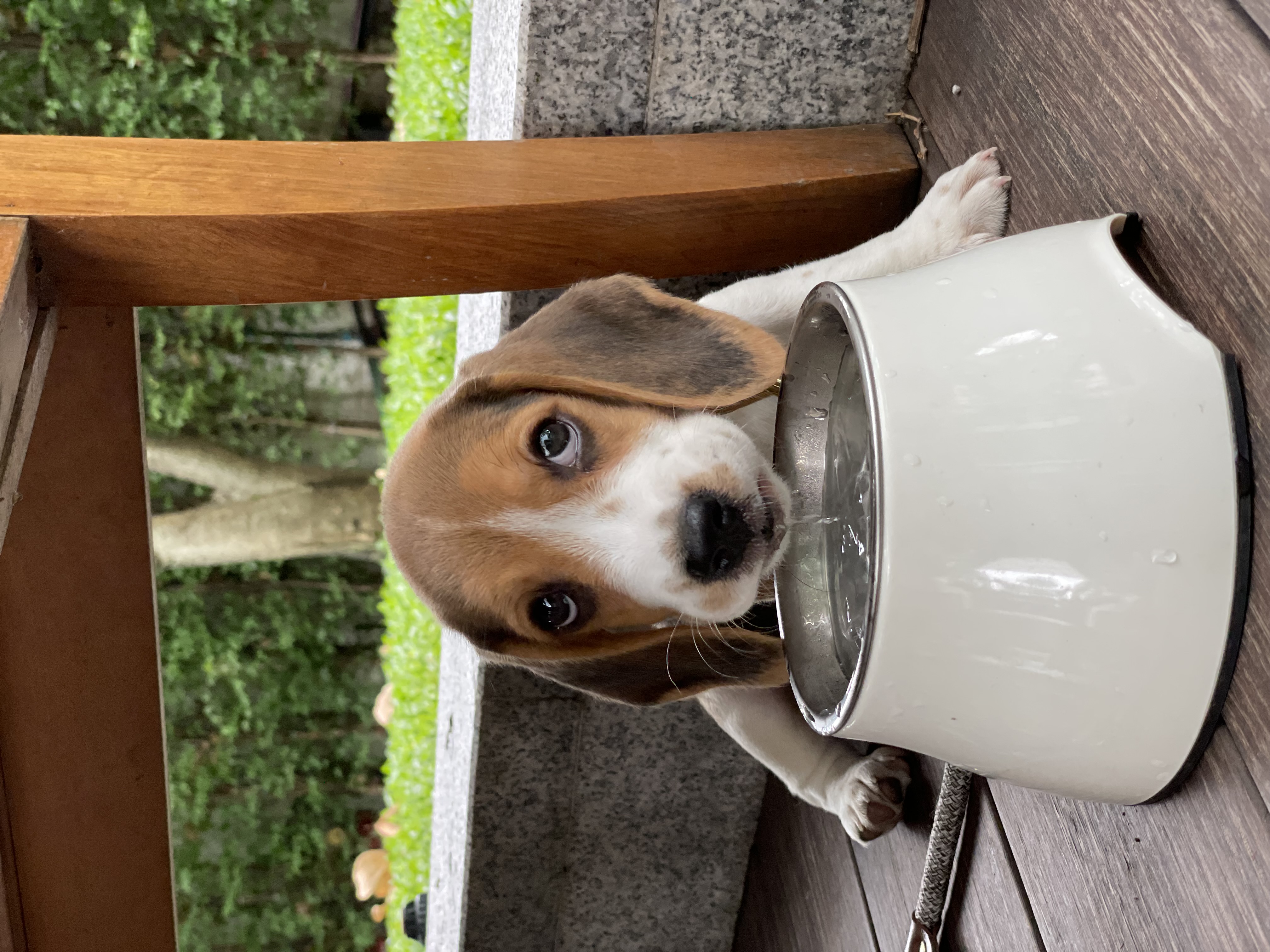 A Beagle puppy drinking from a water bowl