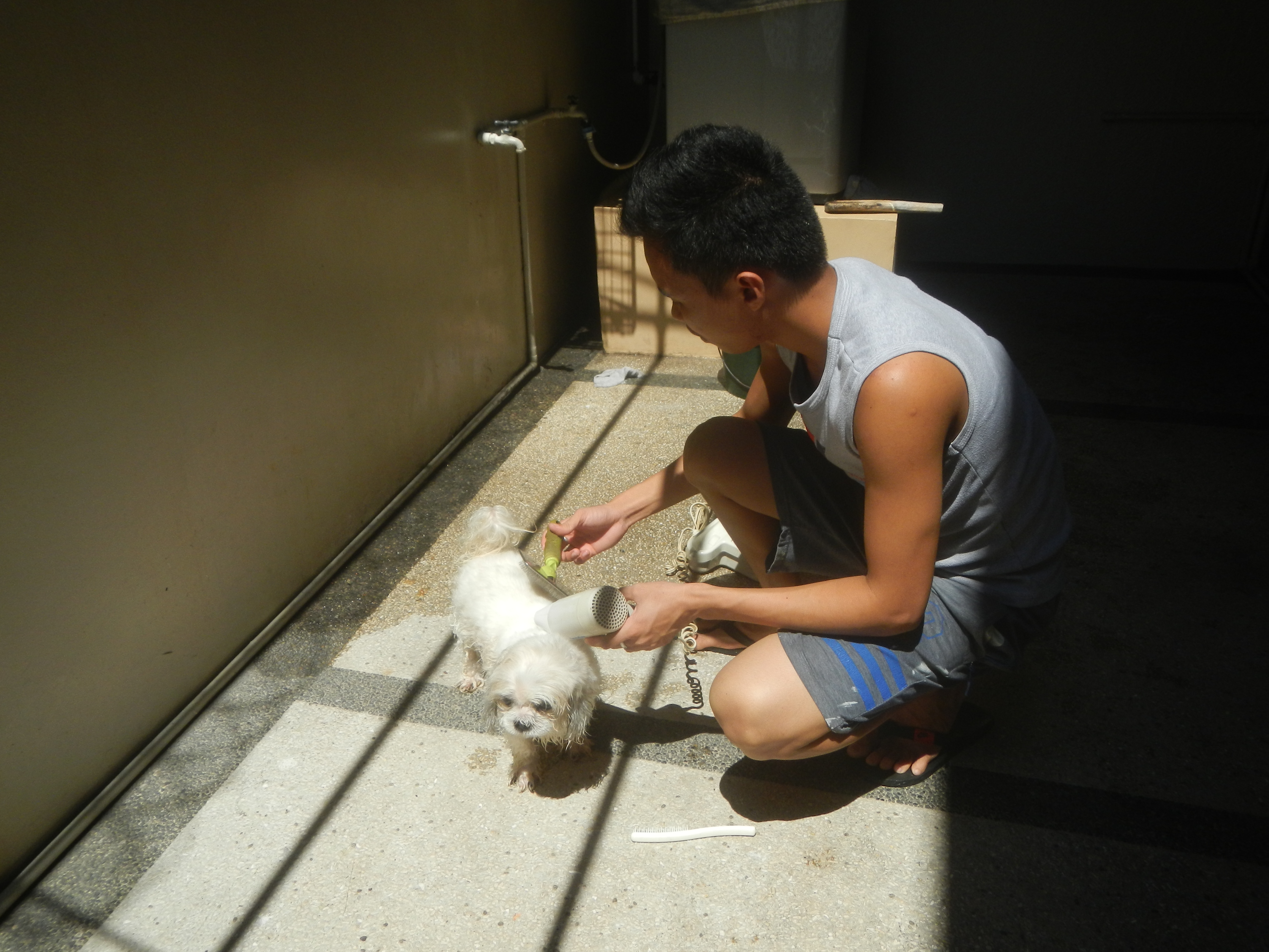 A Shih Tzu being rinsed during a bath