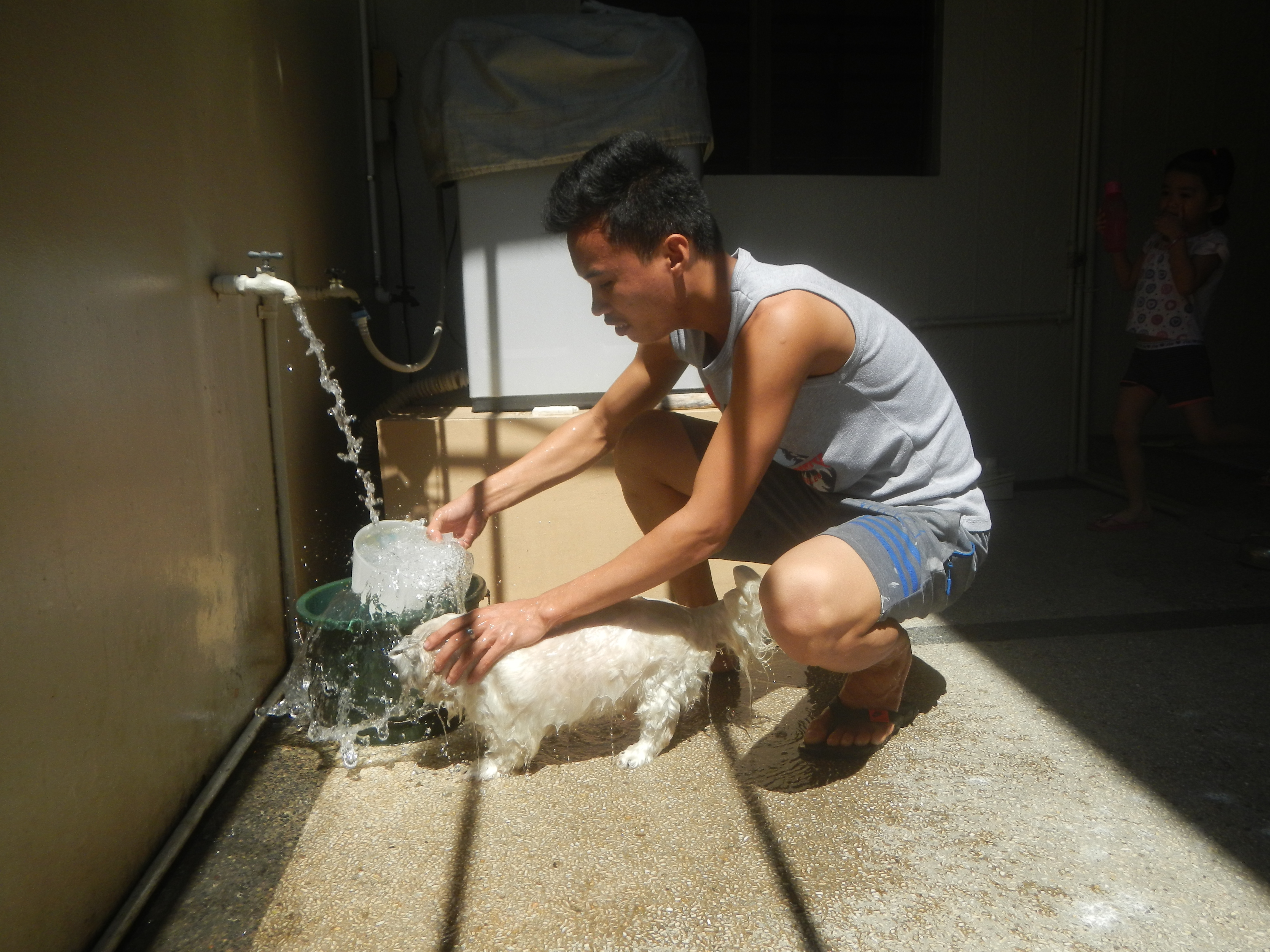 A Shih Tzu being brushed before a bath