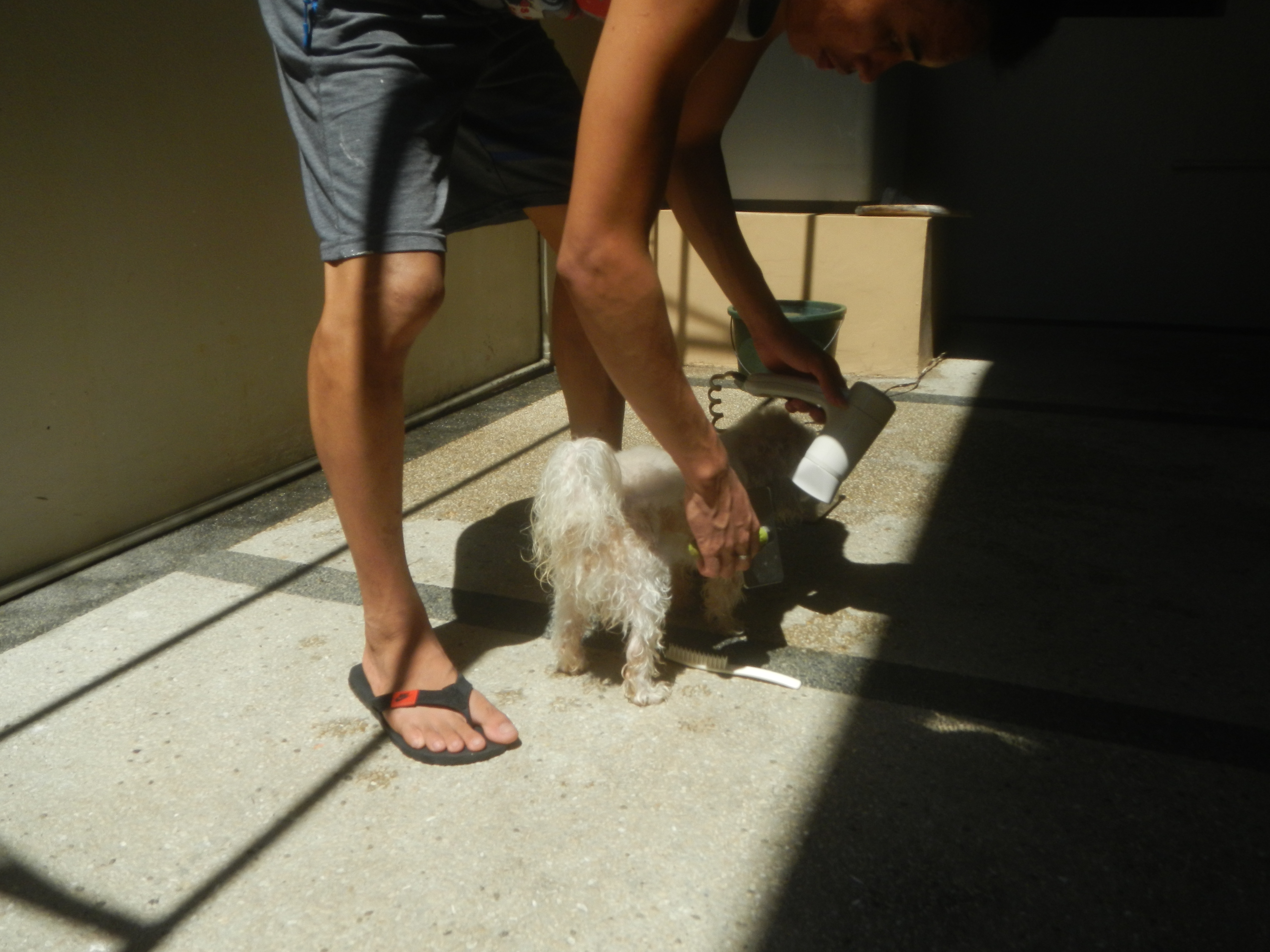 A Shih Tzu being dried and brushed as part of a full grooming session