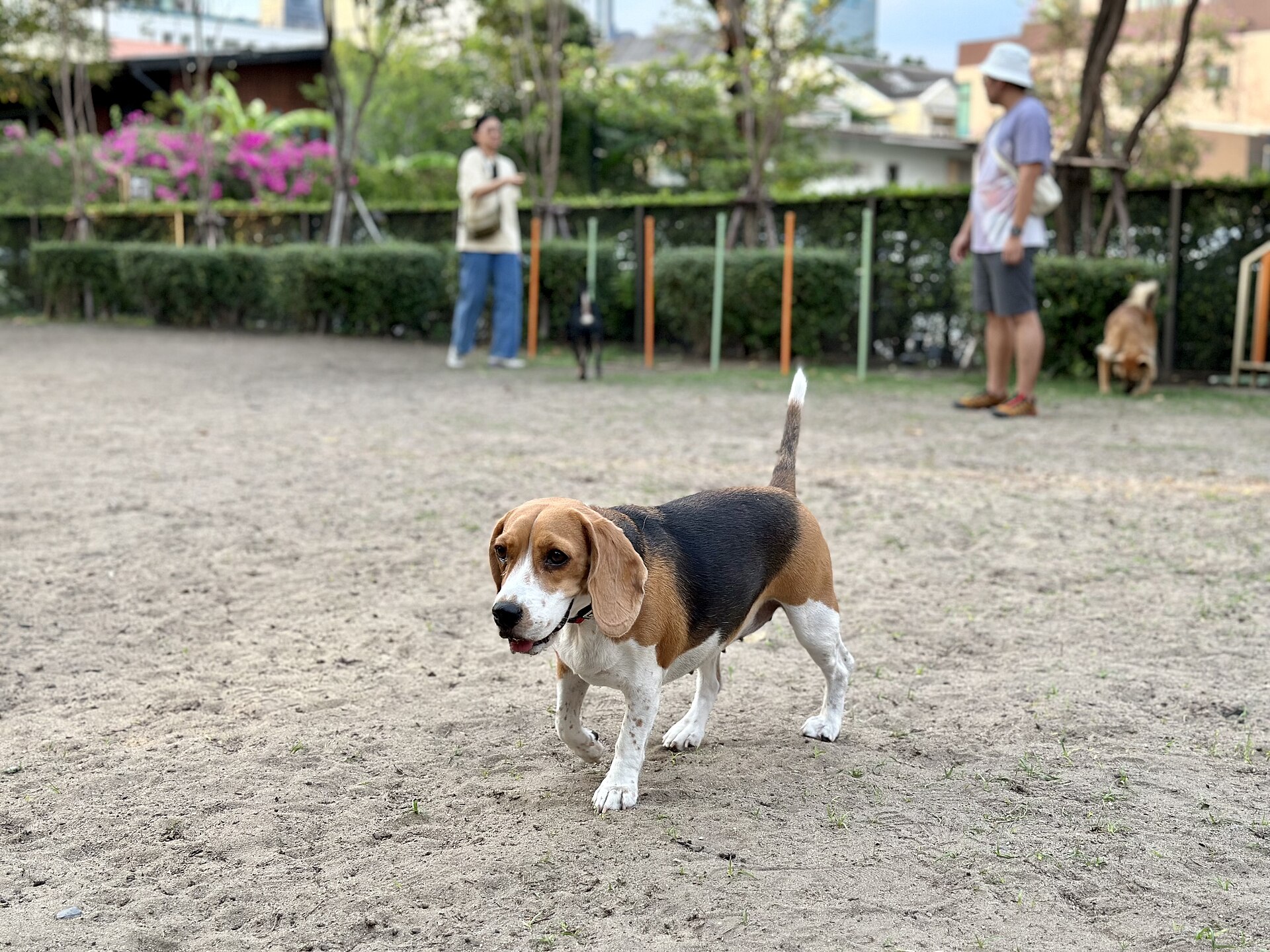 A Beagle walks through an open dog park with its tail raised.