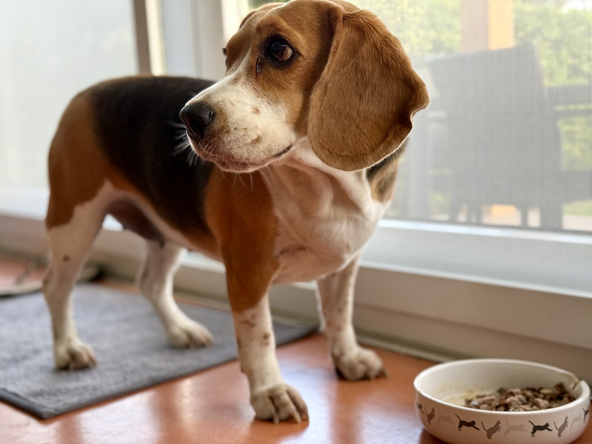 A Beagle stands near a bowl of dog food by a window.