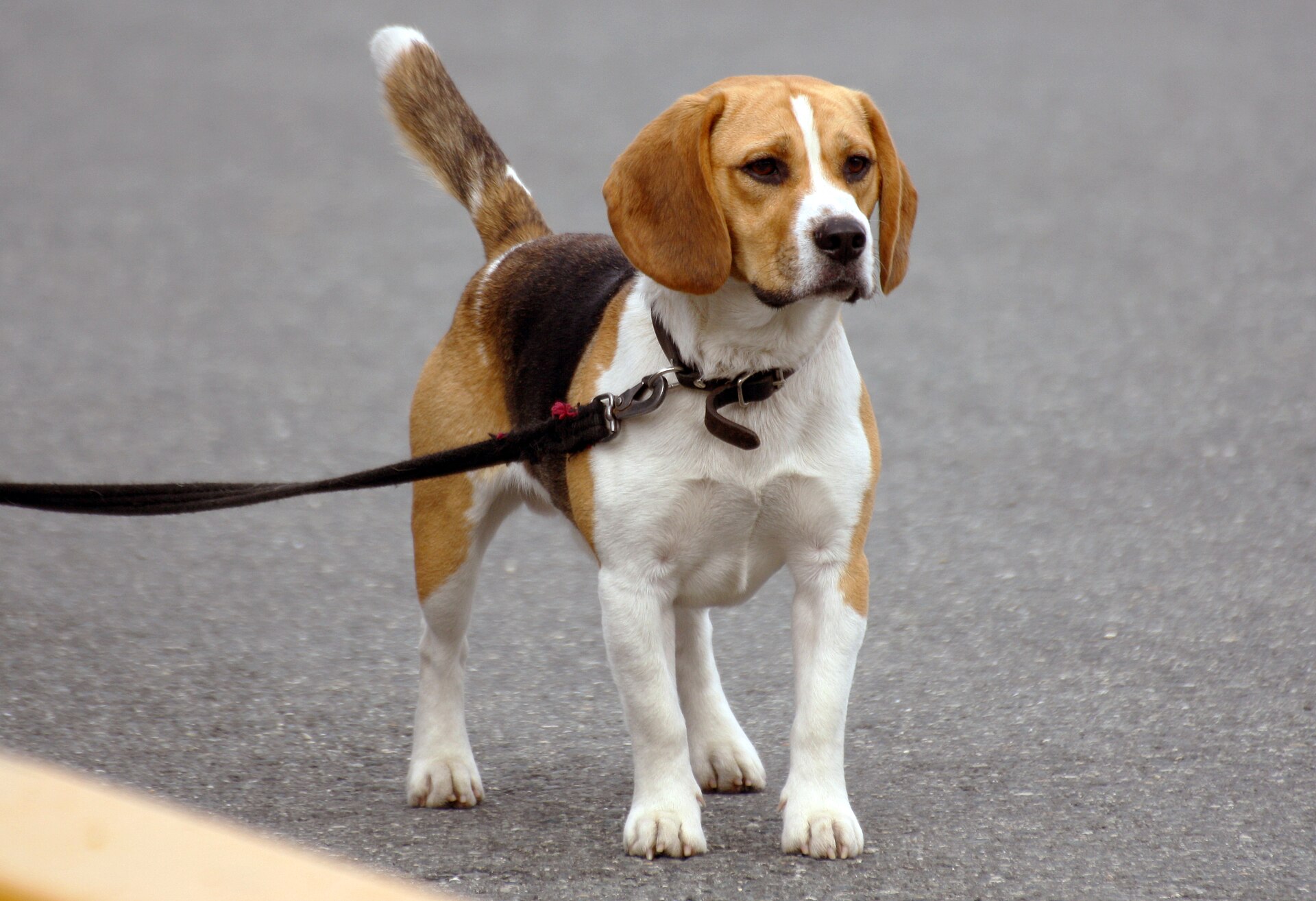 A Beagle stands on pavement while safely attached to a leash.