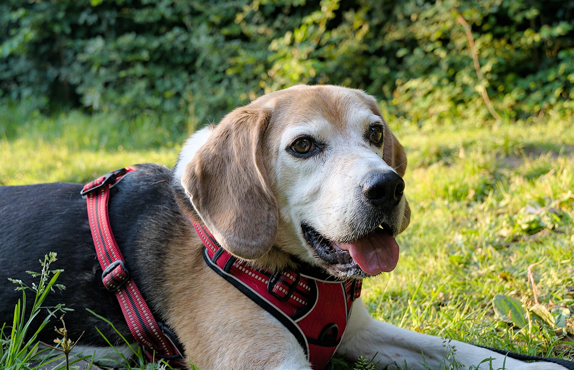 A mature Beagle lies alert in the grass outdoors.