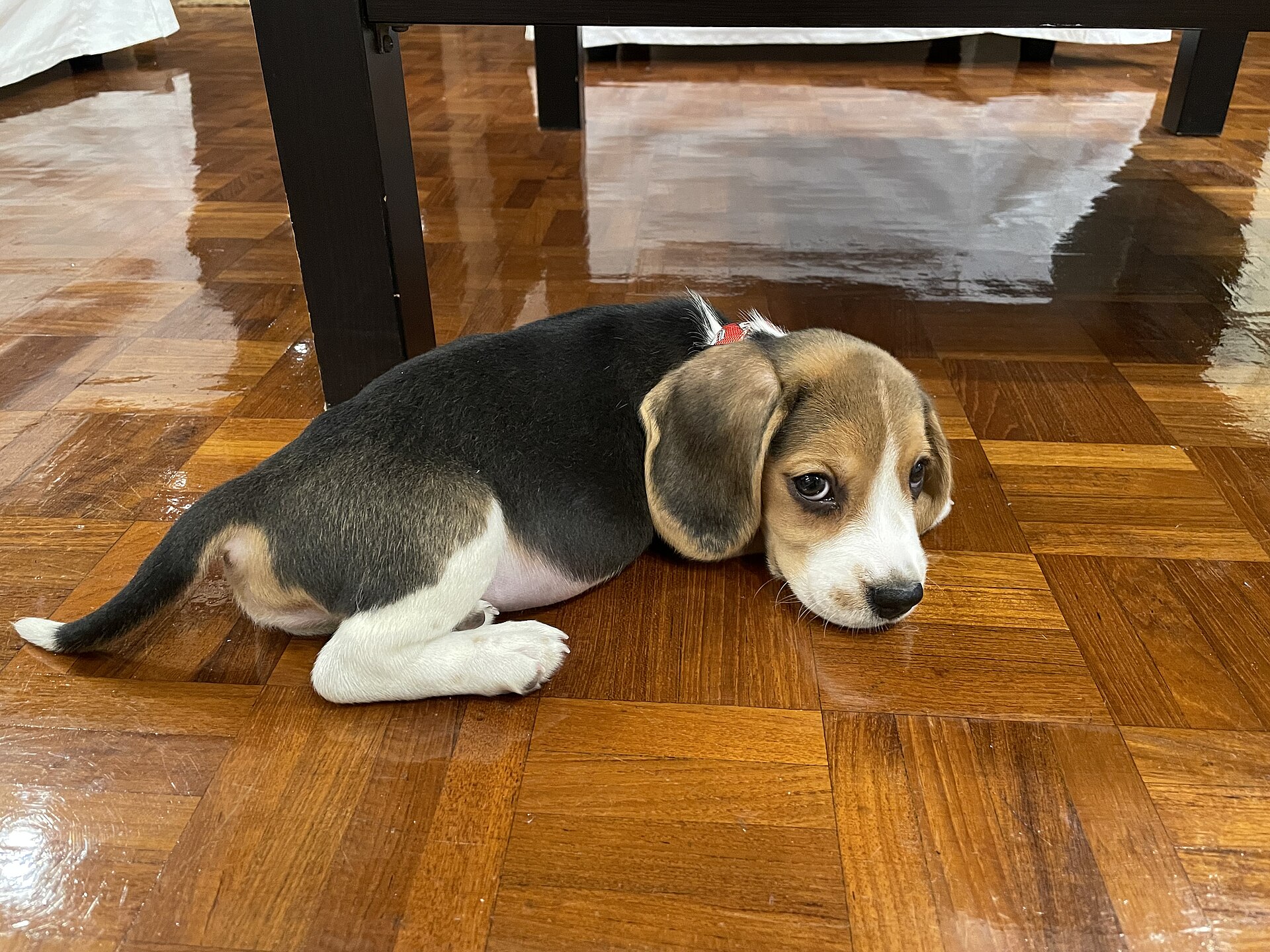 A Beagle puppy rests with its head low to the floor.