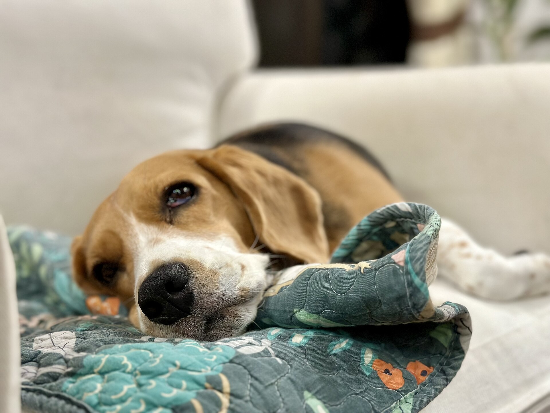 A Beagle relaxes on a patterned blanket at home.