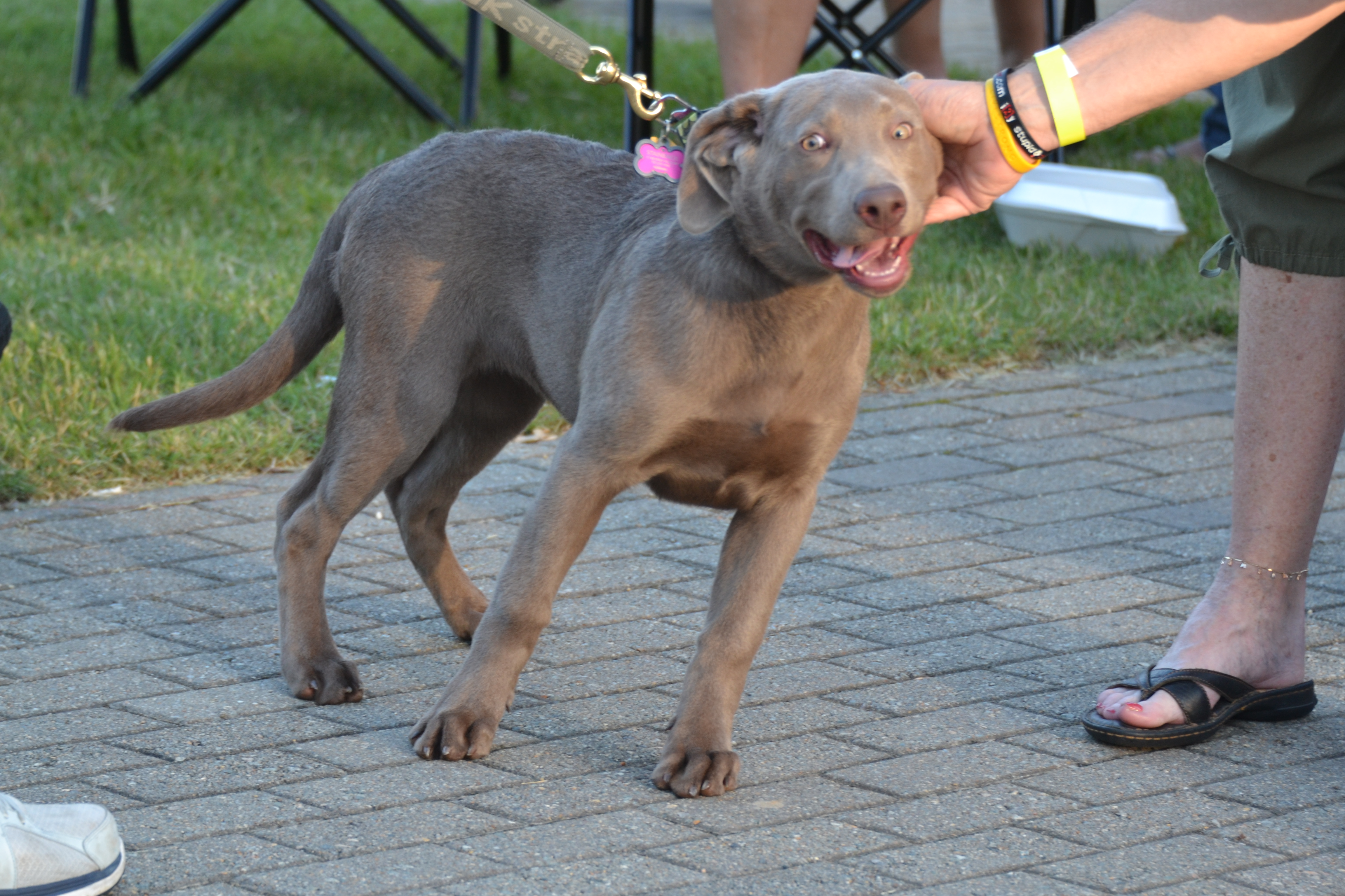 A young dog pulling forward on leash toward something interesting.